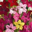 SEMINTE - D. 31 REGINA NOPTII COLORATA - NICOTIANA
