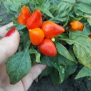 SEMINTE ARDEI IUTE - AI. 13 HUNGARIAN CHILLI - NEIZOLAT