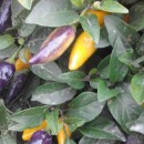 SEMINTE ARDEI IUTE - AI. 21 CHILLI FOUR COLLORS - NEIZOLAT