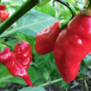 SEMINTE ARDEI IUTE - AI 80 KUKULKAN RED HABANERO - NEIZOLAT