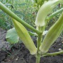 SEMINTE BAME - D 129 SILVER QUEEN OKRA