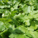 SEMINTE CORIANDRU ( Coriandrum sativum) - D 175
