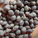 SEMINTE FASOLE - D 116 GUARIJIO MUNI CAFE COWPEA