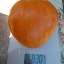 SEMINTE ROSII - T. 139 YELLOW OXHEART