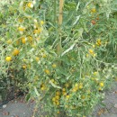SEMINTE ROSII - T. 155 GELBE KIRSCHTOMATE