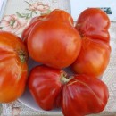 SEMINTE ROSII - T. 262 RED PEAR