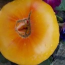 SEMINTE ROSII - T 358 ARKANSAS MARVEL