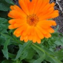 SEMINTE - D. 60 GALBENELE ( CALENDULA OFFICINALIS )