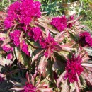 SEMINTE CREASTA COCOSULUI - D 127 CELOSIA CRISTATA DRACULA