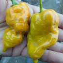 SEMINTE ARDEI IUTE - AI 45 DEVILS CLAW MUSTARD - NEIZOLAT