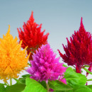 SEMINTE CREASTA COCOSULUI - D 139 CELOSIA PLUMOSA