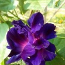 SEMINTE - D.28 ZORELE - IPOMOEA DOUBLE - mix