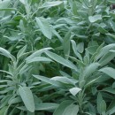 SEMINTE - D. 73 SALVIE - SALVIA OFFICINALIS