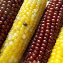 SEMINTE PORUMB POPCORN - AMARILLO ROJO P 30