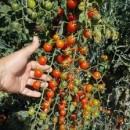 SEMINTE ROSII CHERRY - T. 06 BENARY S GARTENFREUDE