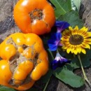 SEMINTE ROSII - T. 112 GIANT ORANGE