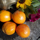 SEMINTE ROSII - T 587 VERNA ORANGE