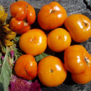 SEMINTE ROSII - T 611 BANJAM RUMI ORANGE