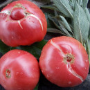 SEMINTE ROSII - T 737 BRANDYWINE SUDDUTHS STRAIN