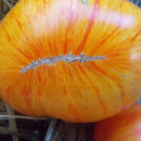 SEMINTE ROSII - T 884 BIG ORANGE STRIPE