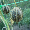 SEMINTE CASTRAVETI - D. 12 CUCUMIS MYRIOCARPUS