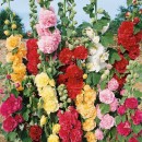 SEMINTE - D 103 - NALBA DE GRADINA DUBLA - MIX