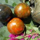 SEMINTE ROSII - T 461 COSMIC ECLIPSE