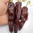 ARDEI IUTE - AI. 12 MEXICAN NEGRO - NEIZOLAT