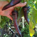 SEMINTE ARDEI CAPIA NEGRU - A. 17 PURPLE MARONI