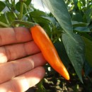 SEMINTE ARDEI IUTE - AI. 30 BULGARIAN CARROT - NEIZOLAT