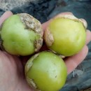SEMINTE - D. 76 TOMATILLO - GREEN APPLE