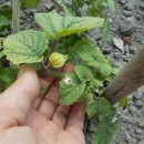 SEMINTE - D. 81 PHYSALIS PRUINOSA - IZUMII