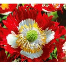 SEMINTE MAC DE GRADINA - DANISH FLAG D 140