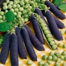 SEMINTE MAZARE - D 112 BLAUWSCHOKKERS PURPLE PODDED PEAS