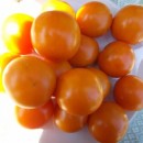 SEMINTE ROSII - T. 20 APRICOSA