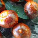 SEMINTE ROSII - T 764 ANTHO STRIPPED DWARF