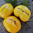 SEMINTE ROSII - T 805 JAKKASS YELLOW DWARF
