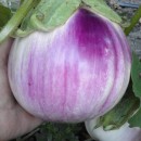 SEMINTE VINETE - V. 18 ROTONDA BIANCA SFUMATA DI ROSA