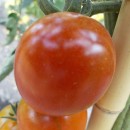 SEMINTE ROSII - T. 83 COCKTAIL CHOCOLATE TOMATO I