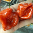SEMINTE ARDEI IUTE - AI 57 HABANERO CAPPUCCINO - NEIZOLAT
