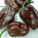 SEMINTE ARDEI IUTE - AI 59 - 7 POT CHOCOLATE - NEIZOLAT