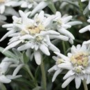 SEMINTE - D. 165 FLOARE DE COLT- LEONTOPODIUM ALPINUM