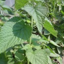 SEMINTE - D.69 AGASTACHE FOENICULUM - LOPHANTUS ANISATUS