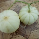 SEMINTE PEPENE GALBEN - D 120 KIKU CHRYSANTHEMUM