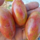 SEMINTE ROSII - T. 15 ARTISAN PINK TIGER