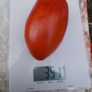 SEMINTE ROSII - T. 156 FLASCHENTOMATE