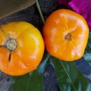 SEMINTE ROSII - T 357 PERSIMMON