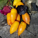 SEMINTE ROSII - T 477 YELLOW FIRE