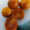 SEMINTE ROSII - T 741 DARK ORANGE MUSCAT