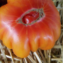 SEMINTE ROSII - T 885 MORDOVIAN BEAUTY